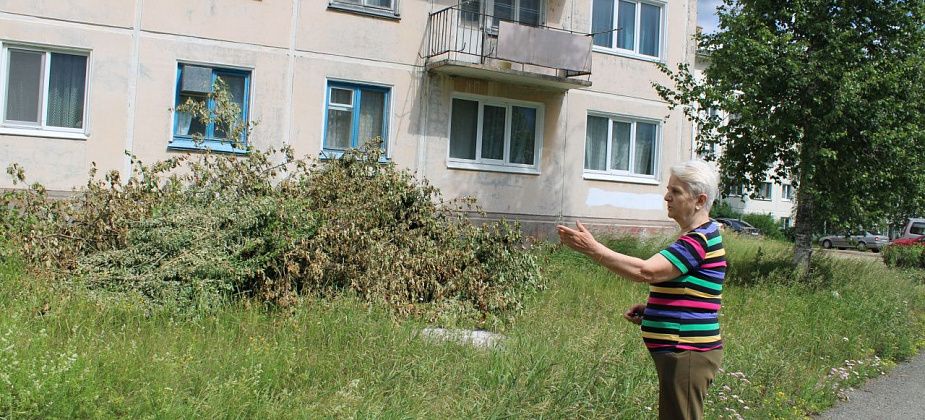Сирени, посаженные в память о погибшем сыне, спилили. Все по закону?