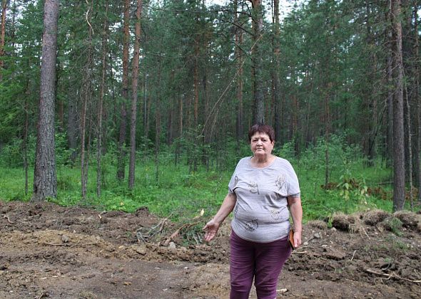 Лес за Хитрым вырубили. “Пошли посмотреть черничник, а там все перерыто”