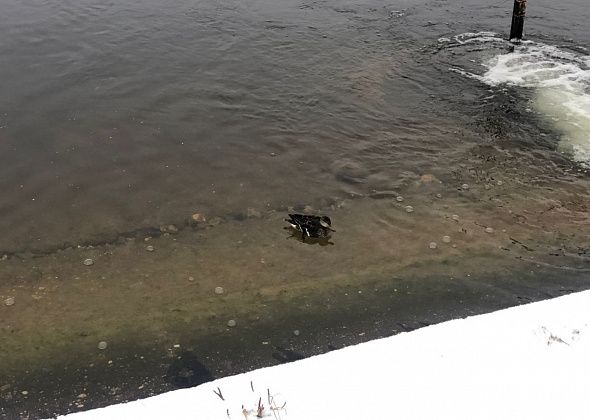 На городском пруду - Серая Шейка. Помогите спасти уточку